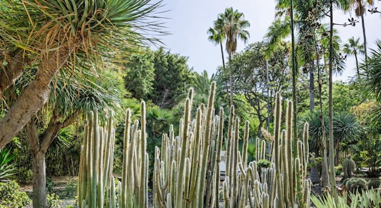 Top 5 Japanese and Sushi Restaurants in Costa Adeje (Plus How to Spot Quality in a Tourist Hotspot)