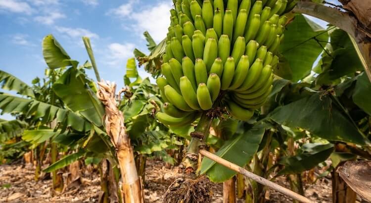 Silbo Gomero (Santa Cruz): guía canaria con sabor local (qué pedir, vinos y por qué es especial)